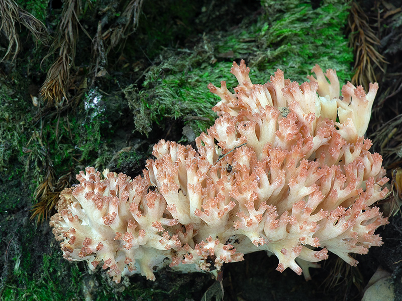 Ramaria rubripermanens